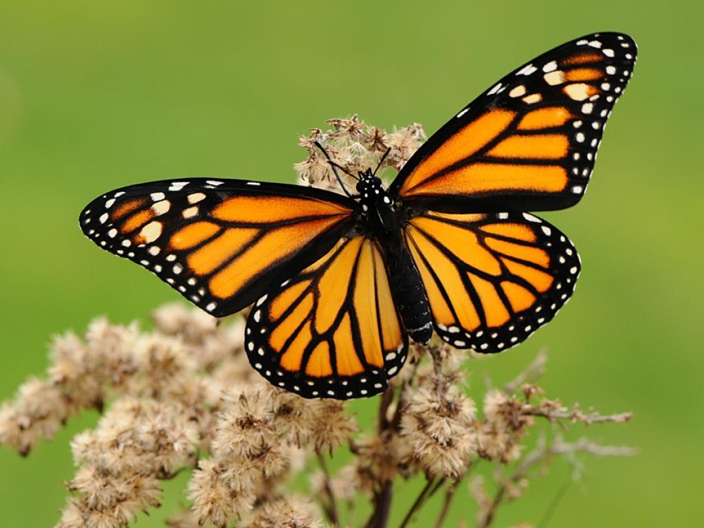 Female monarch butterfly