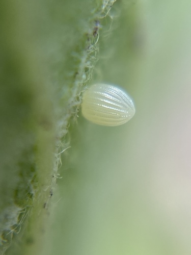 Monarch egg on leaf