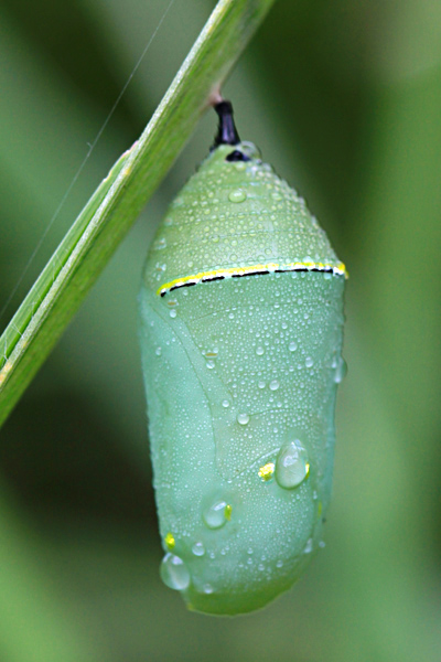 Monarch chrysalis