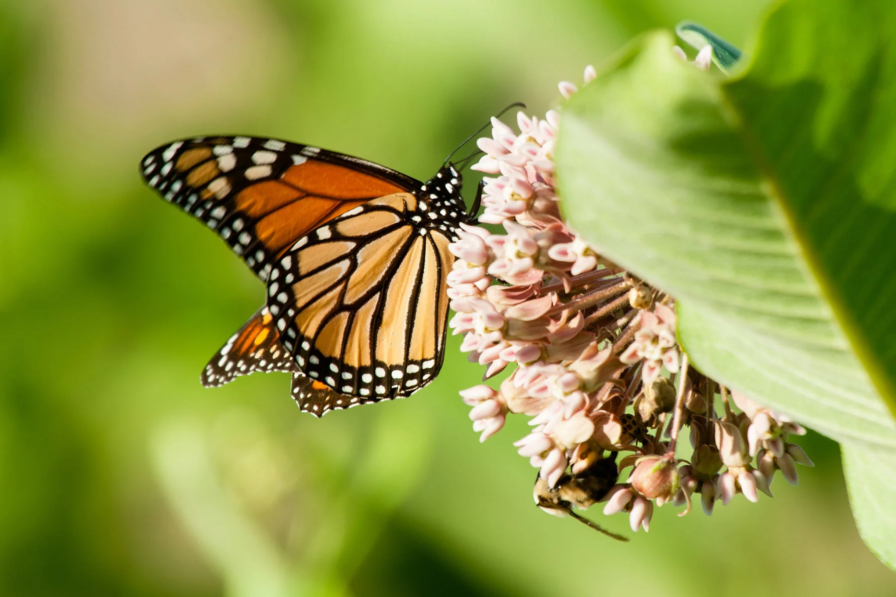 Adult monarch butterfly on flower