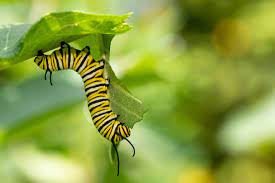 Monarch caterpillar on leaf