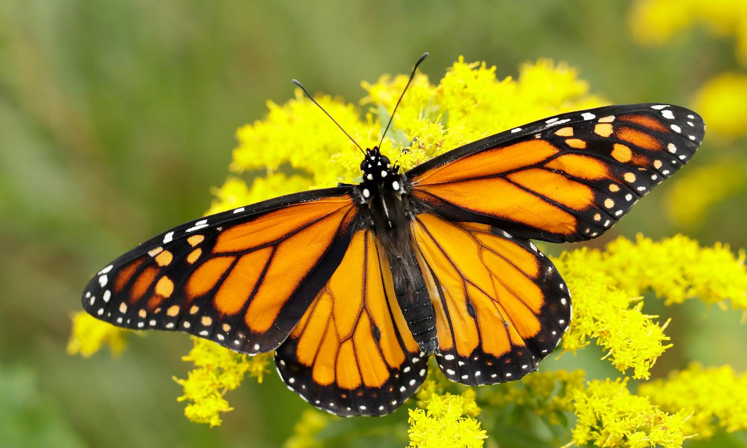 Monarch butterfly on flowers